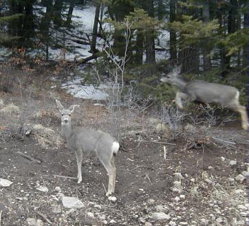 Deer in The Sacramento Mountains