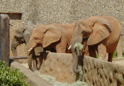 Lunchtime for the Elephants