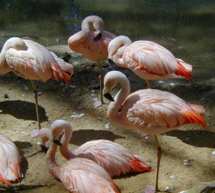 South American Flamingos