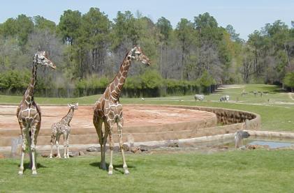 Relaxing Giraffes