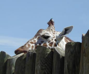 Peeping over the Fence