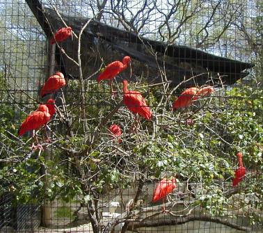 Scarlet ibis