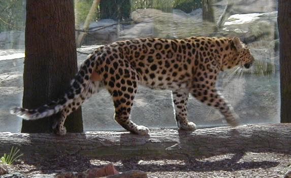 Pacing Leopard