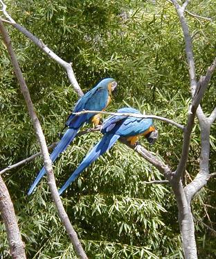 Blue Macaws