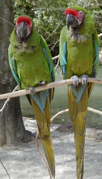 Military Macaws