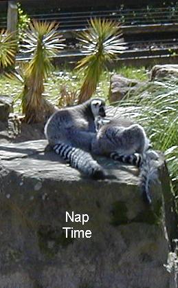 Napping Ringtaled Lemurs