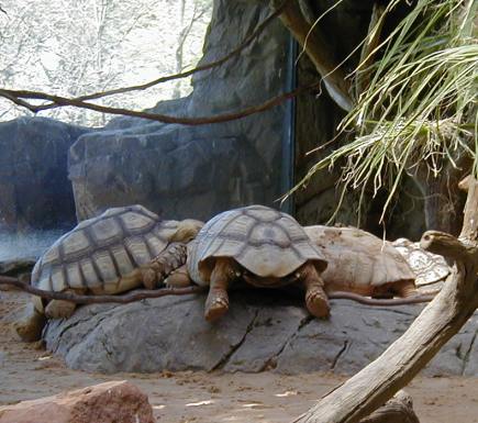 Lunchtime for Tortoises