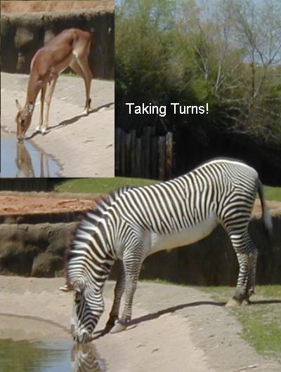 Taking Turns at the Water Hole