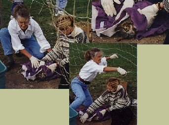 freeing the owl from the netting