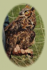 calmed great horned owl